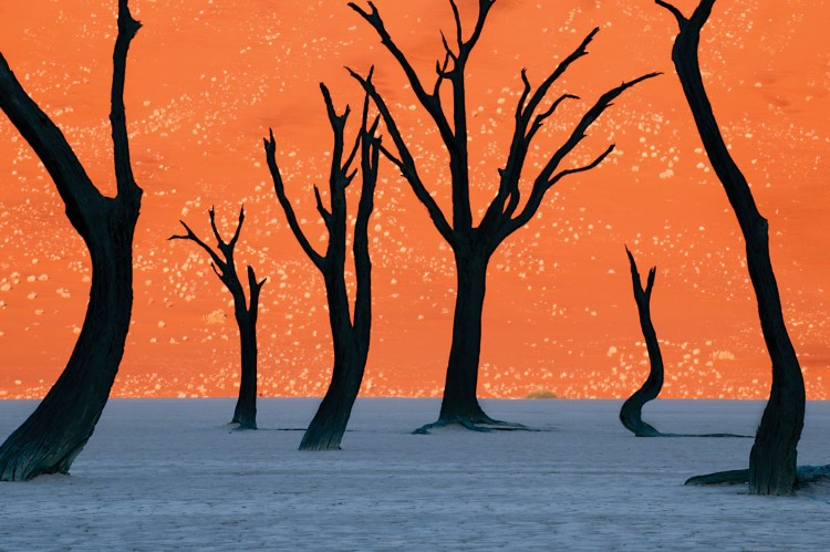 frank-lanting-fubiz1