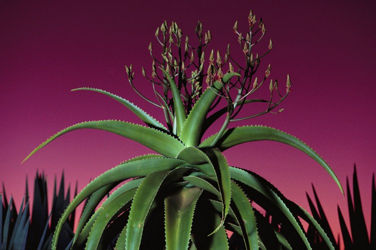 frank-lanting-fubiz2