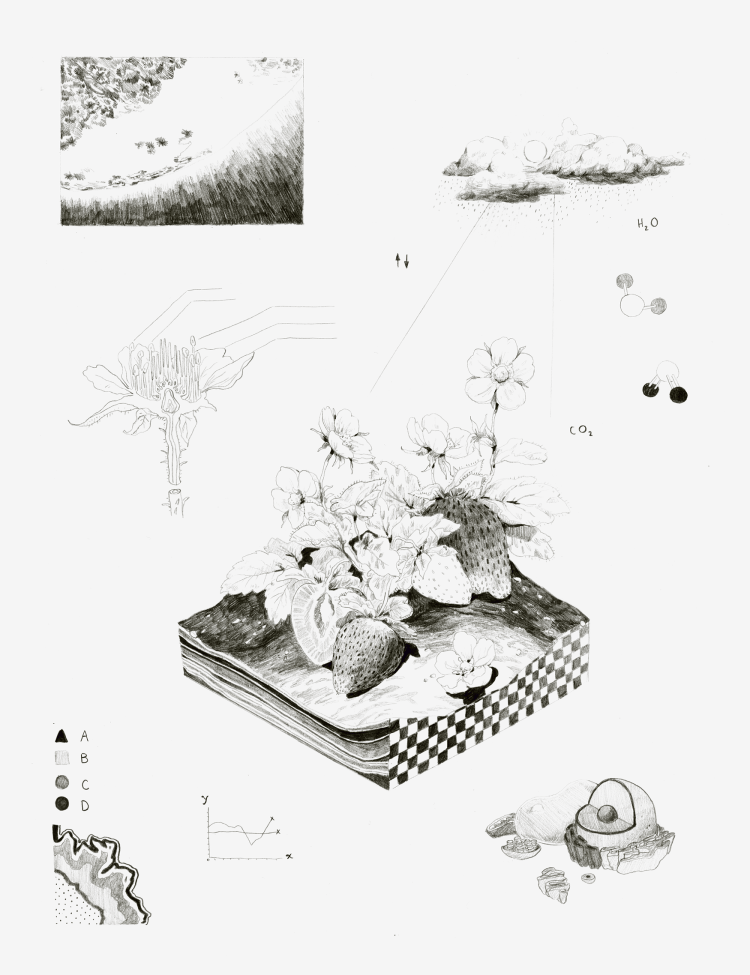 strawberryscience_5000_1750